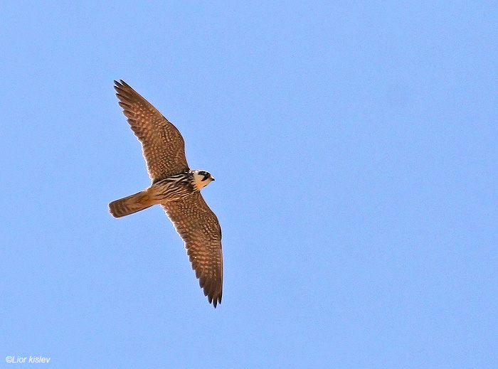    Eurasian Hobby  Falco subbuteo                        , 2009.   